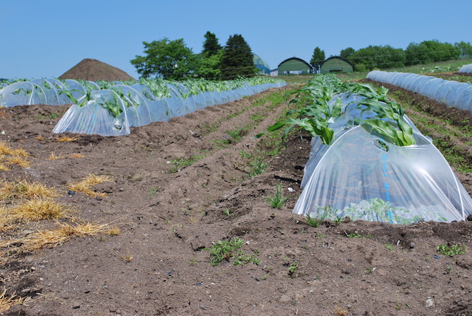 白いとうもろこしロイシーコーン