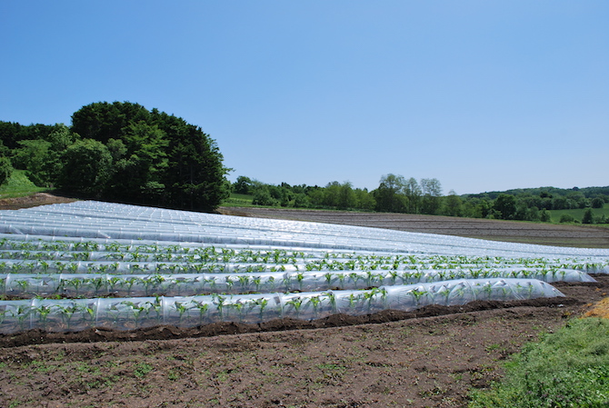 白いとうもろこしロイシーコーン