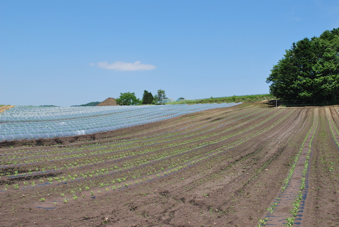 白いとうもろこしロイシーコーン