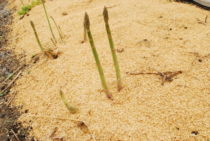 菊池農園アスパラ細い