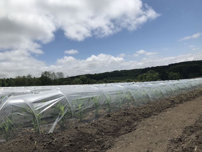 菊池農園とうもろこしロイシーコーン