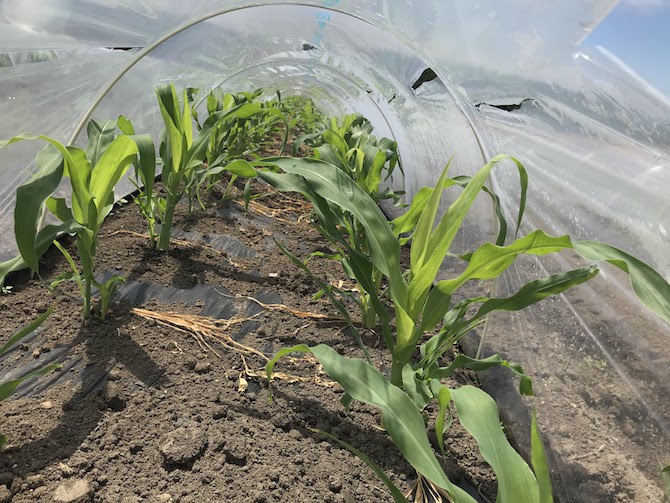 菊池農園とうもろこしロイシーコーン