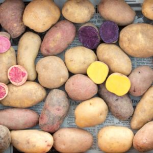 シャドークイーン訳ありじゃがいもと正規品【送料無料】 北海道旬直